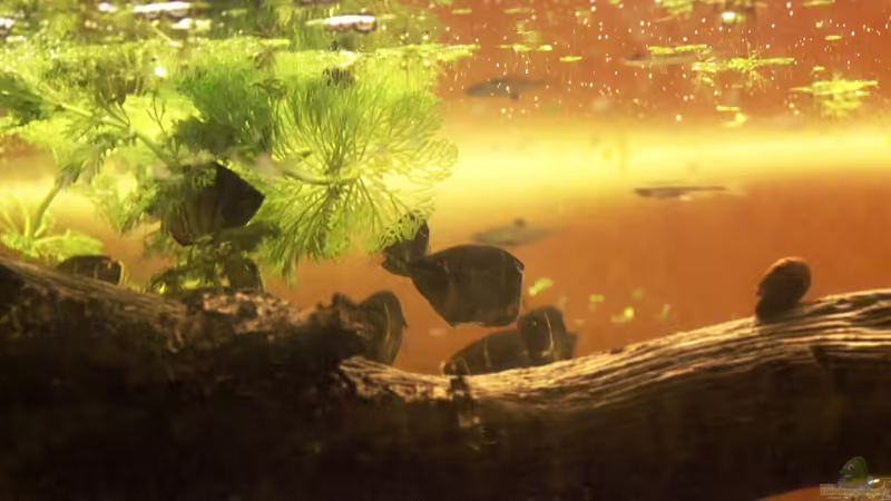 Besatz im Aquarium Two forests von lomarraco (108)