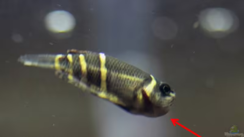 Besatz im Aquarium Two forests von lomarraco (111)