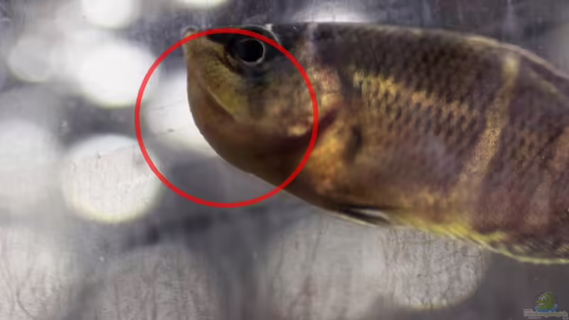 Besatz im Aquarium Two forests von lomarraco (112)