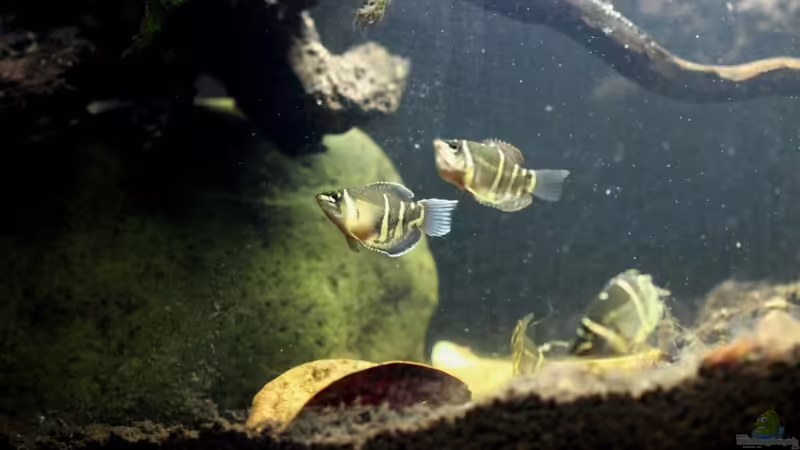 Besatz im Aquarium Two forests von lomarraco (113)