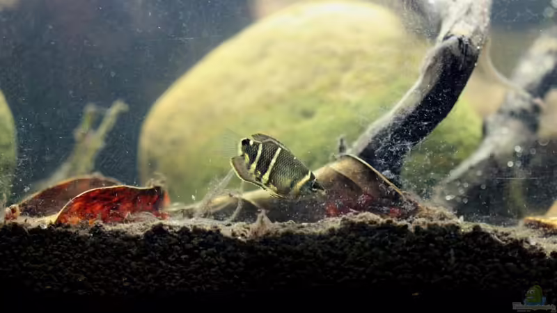 Besatz im Aquarium Two forests von lomarraco (116)