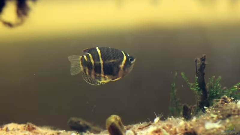 Besatz im Aquarium Two forests von lomarraco (118)