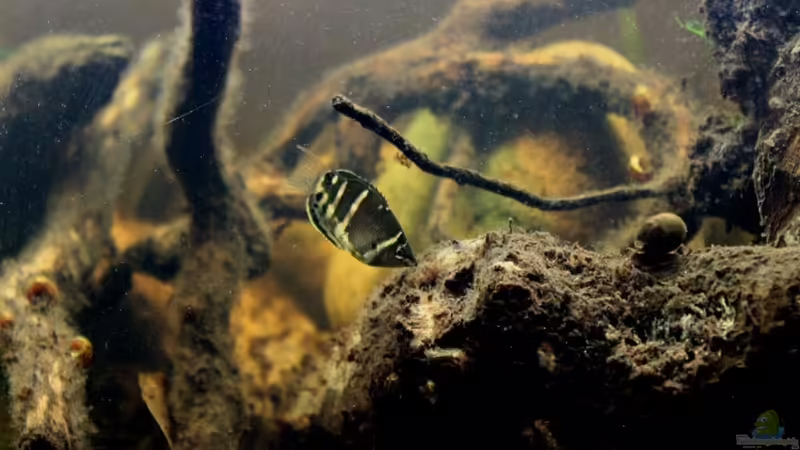 Besatz im Aquarium Two forests von lomarraco (119)