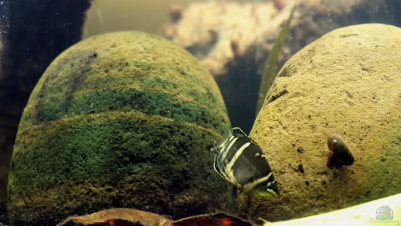 Besatz im Aquarium Two forests von lomarraco (121)