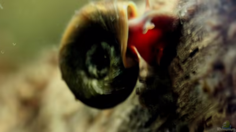 Besatz im Aquarium Two forests von lomarraco (124)