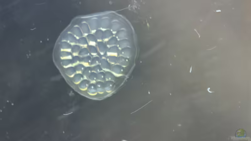 Besatz im Aquarium Two forests von lomarraco (125)