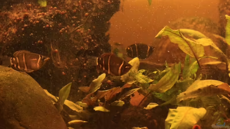 Besatz im Aquarium Two forests von lomarraco (126)