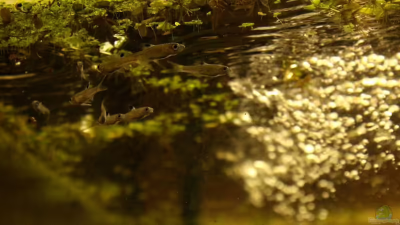 Besatz im Aquarium Two forests von lomarraco (127)