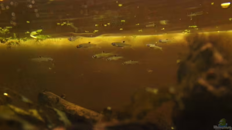 Besatz im Aquarium Two forests von lomarraco (128)