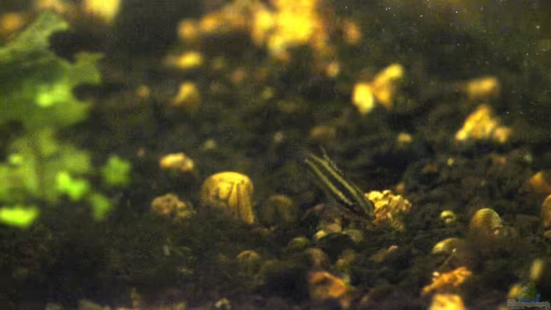 Besatz im Aquarium Two forests von lomarraco (130)