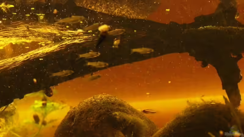 Besatz im Aquarium Two forests von lomarraco (131)