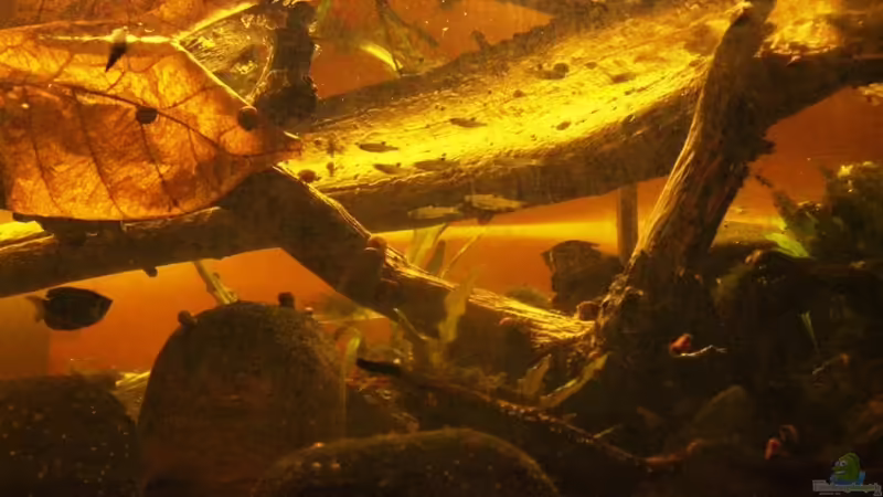 Besatz im Aquarium Two forests von lomarraco (132)