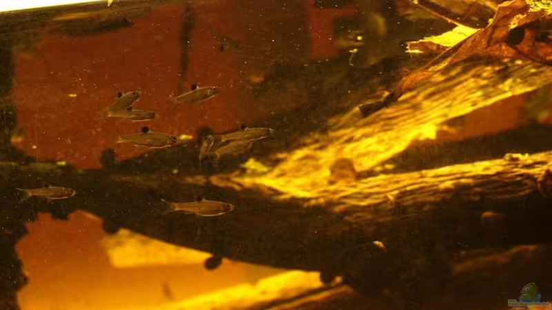 Besatz im Aquarium Two forests von lomarraco (133)