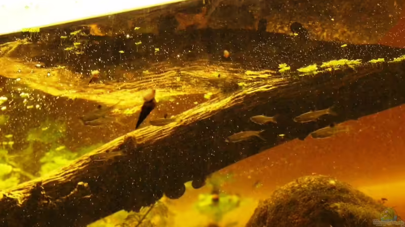 Besatz im Aquarium Two forests von lomarraco (134)