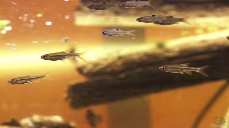 Besatz im Aquarium Two forests von lomarraco (136)