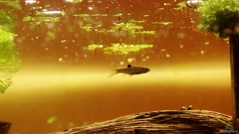 Besatz im Aquarium Two forests von lomarraco (137)