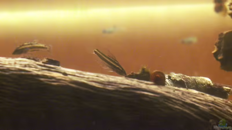 Besatz im Aquarium Two forests von lomarraco (140)