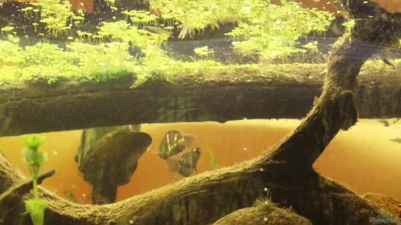 Besatz im Aquarium Two forests von lomarraco (141)