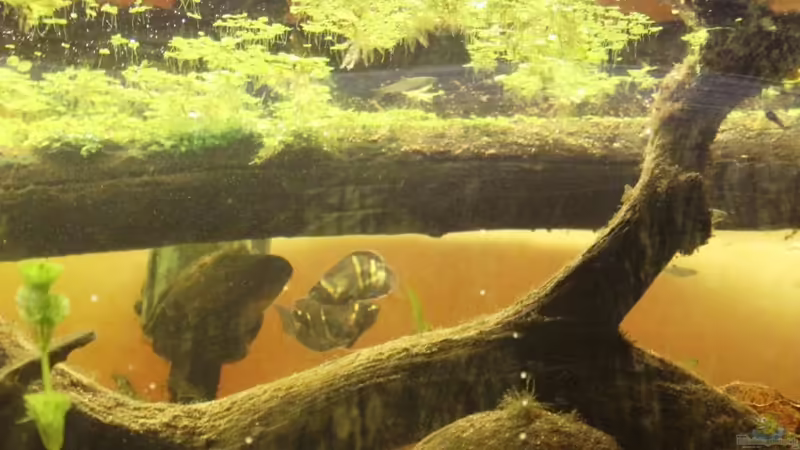 Besatz im Aquarium Two forests von lomarraco (142)