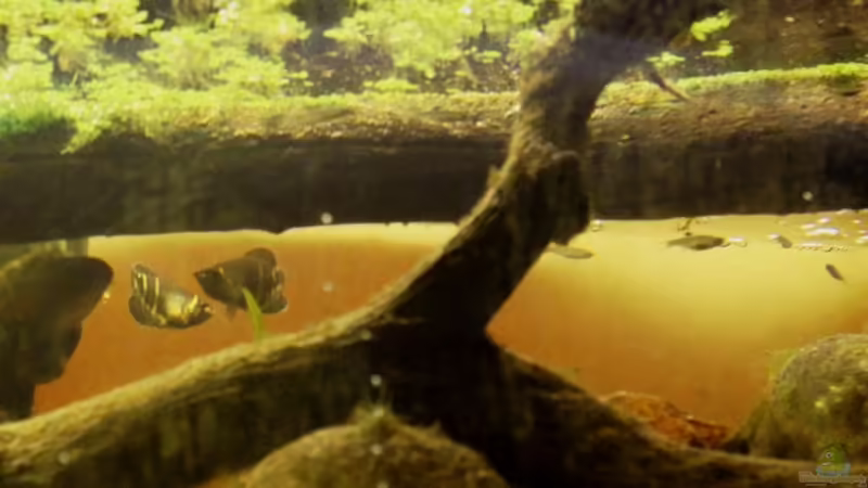 Besatz im Aquarium Two forests von lomarraco (144)