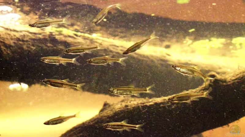 Besatz im Aquarium Two forests von lomarraco (145)