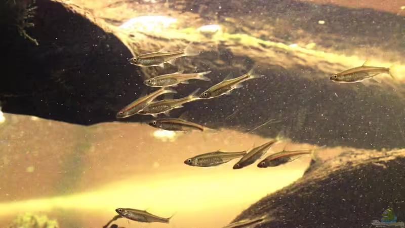 Besatz im Aquarium Two forests von lomarraco (146)