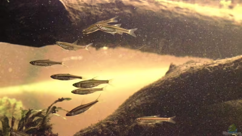 Besatz im Aquarium Two forests von lomarraco (147)