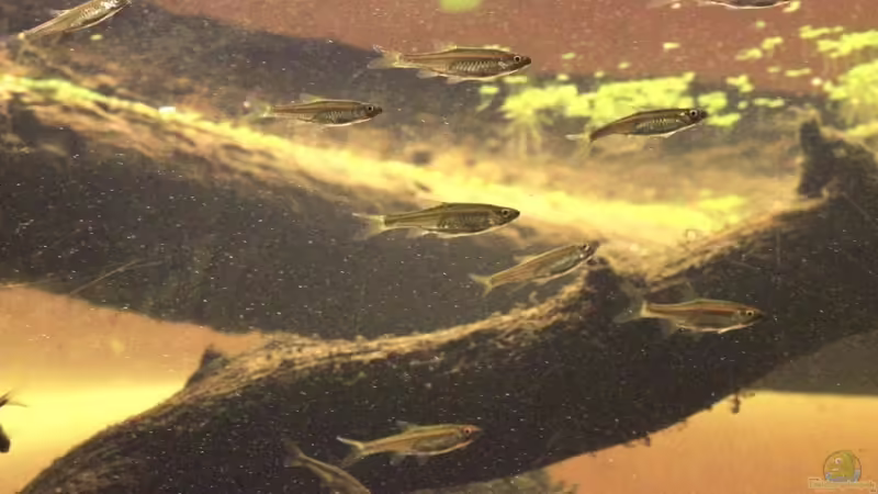 Besatz im Aquarium Two forests von lomarraco (148)