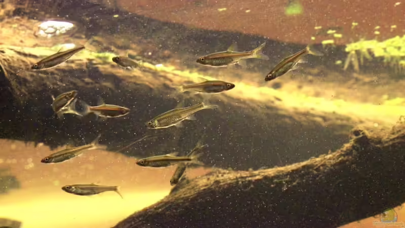 Besatz im Aquarium Two forests von lomarraco (149)