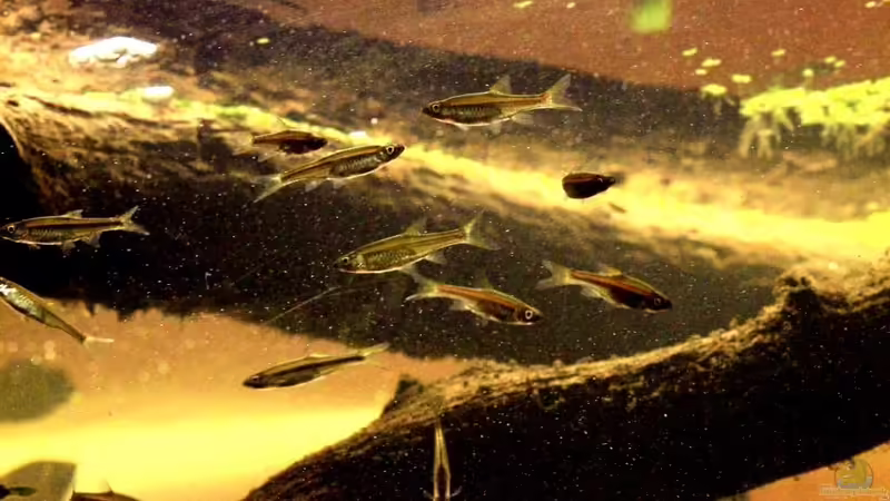 Besatz im Aquarium Two forests von lomarraco (150)