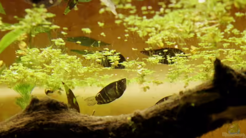 Besatz im Aquarium Two forests von lomarraco (152)