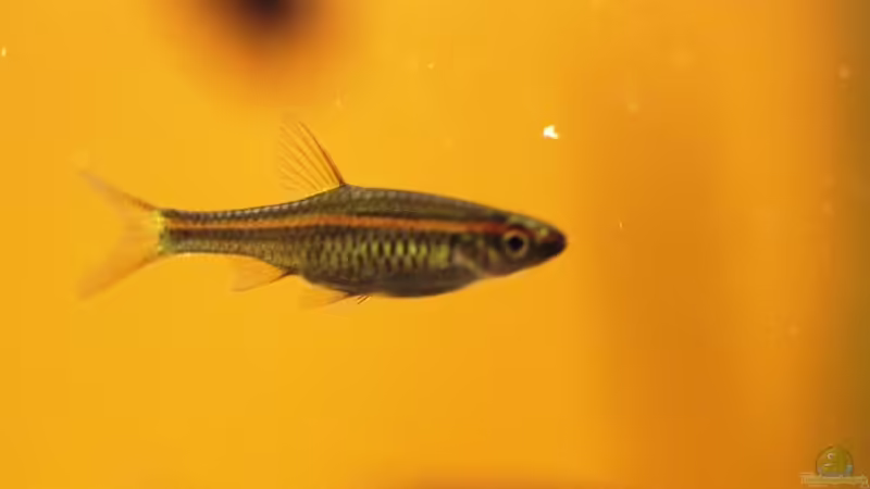 Besatz im Aquarium Two forests von lomarraco (153)