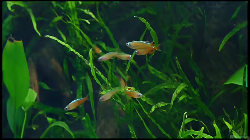 Besatz im Aquarium Two Worlds Nur noch als Beispiel von DerImperator (36)