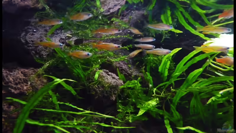 Besatz im Aquarium Two Worlds Nur noch als Beispiel von DerImperator (39)