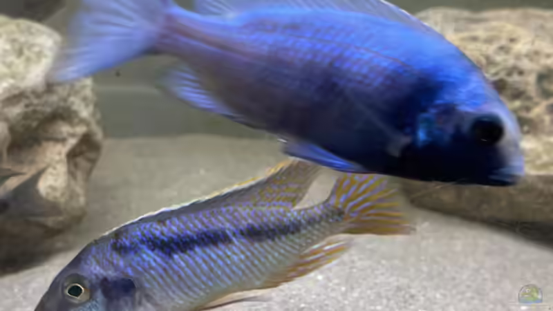 Besatz im Aquarium Übergangszone von Hello_Deco (10)