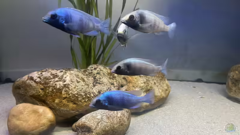 Besatz im Aquarium Übergangszone von Hello_Deco (11)