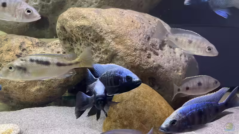 Besatz im Aquarium Übergangszone von Hello_Deco (12)