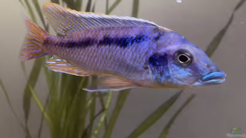 Besatz im Aquarium Übergangszone von Hello_Deco (5)