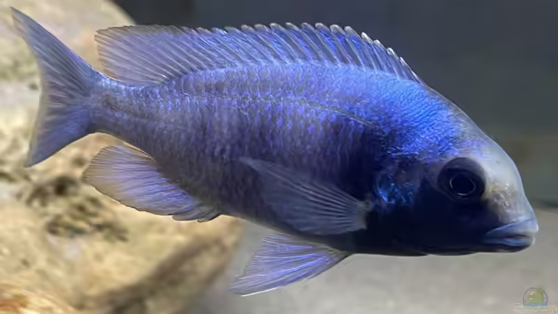 Besatz im Aquarium Übergangszone von Hello_Deco (6)