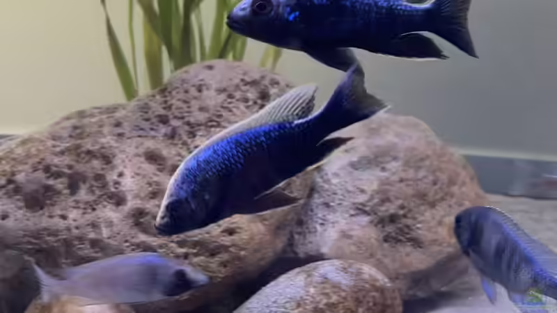 Besatz im Aquarium Übergangszone von Hello_Deco (7)