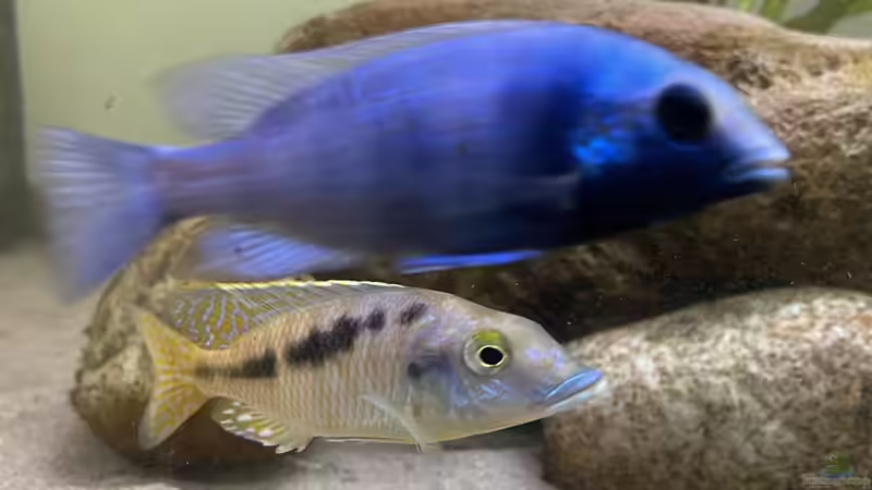 Besatz im Aquarium Übergangszone von Hello_Deco (8)
