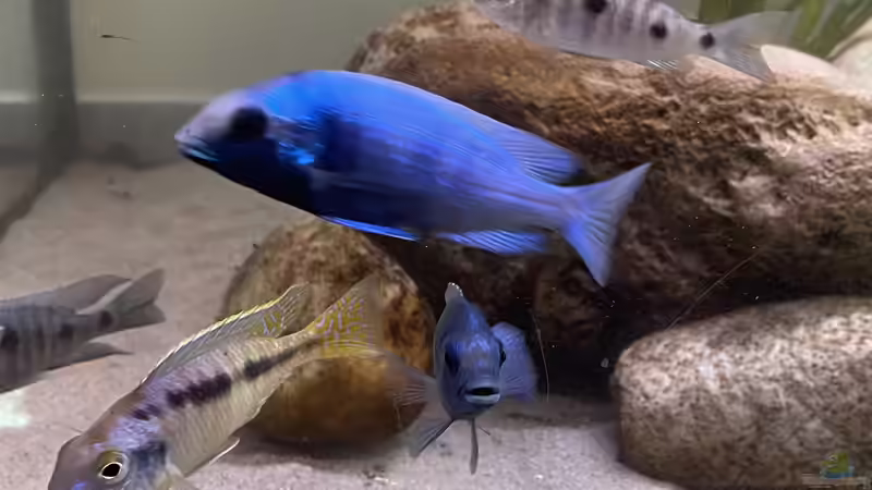 Besatz im Aquarium Übergangszone von Hello_Deco (9)
