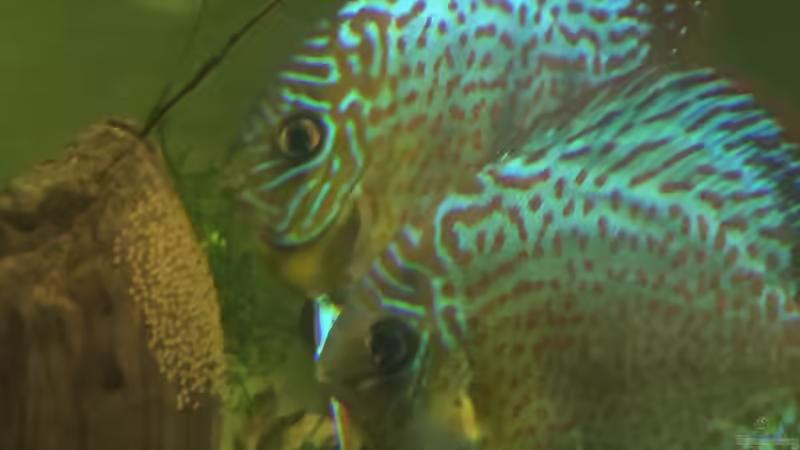 Besatz im Aquarium Uferbereich mit Flachwasserzone von Dicrossus (10)