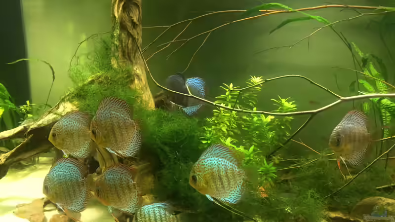 Besatz im Aquarium Uferbereich mit Flachwasserzone von Dicrossus (12)