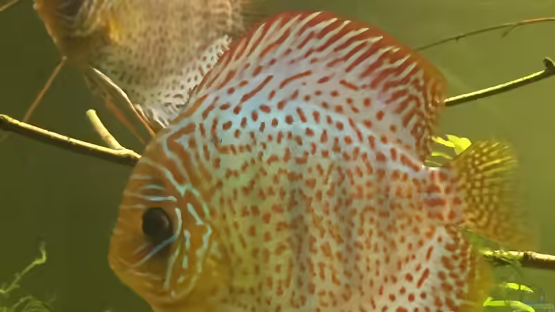 Besatz im Aquarium Uferbereich mit Flachwasserzone von Dicrossus (13)