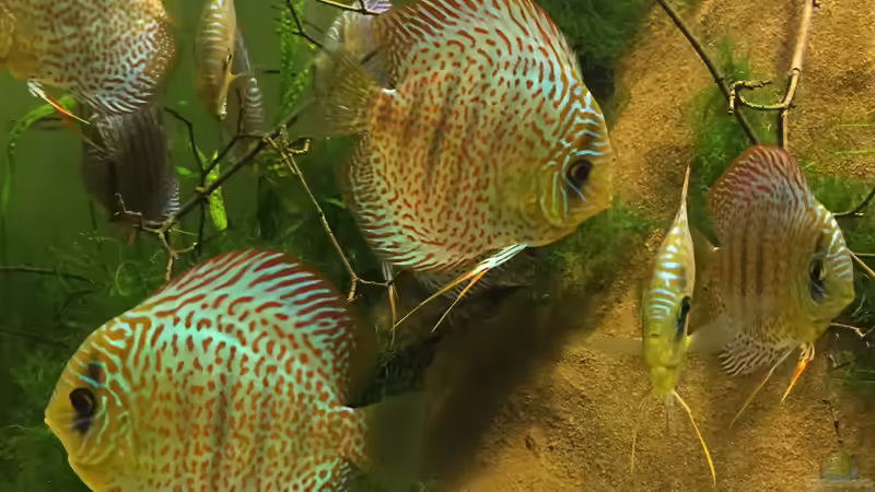 Besatz im Aquarium Uferbereich mit Flachwasserzone von Dicrossus (15)