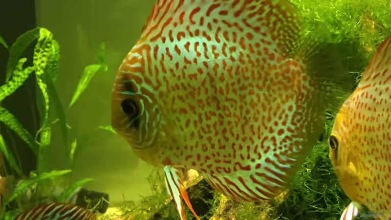 Besatz im Aquarium Uferbereich mit Flachwasserzone von Dicrossus (16)