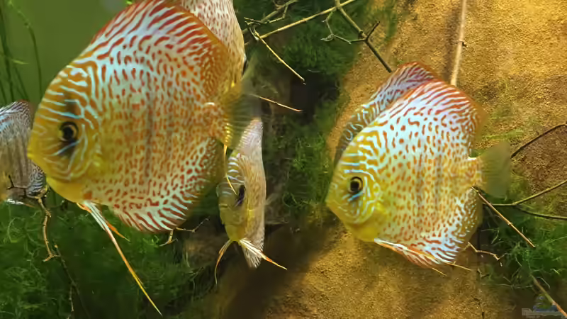 Besatz im Aquarium Uferbereich mit Flachwasserzone von Dicrossus (17)