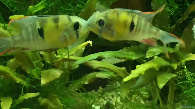 Besatz im Aquarium Uferbereich mit Flachwasserzone von Dicrossus (20)