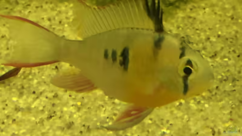 Besatz im Aquarium Uferbereich mit Flachwasserzone von Dicrossus (21)